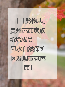 「黔物志」贵州芭蕉家族新增成员——习水自然保护区发现黄苞芭蕉