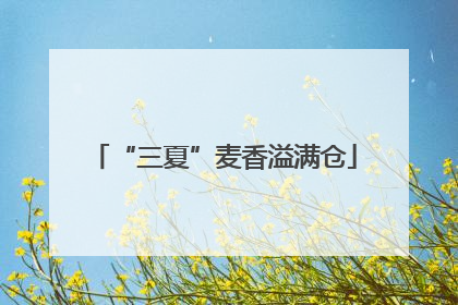 “三夏”麦香溢满仓