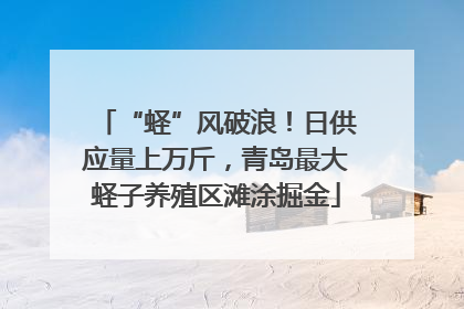 “蛏”风破浪！日供应量上万斤，青岛最大蛏子养殖区滩涂掘金