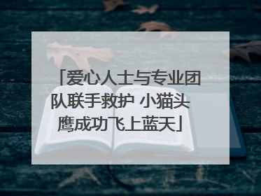 爱心人士与专业团队联手救护 小猫头鹰成功飞上蓝天