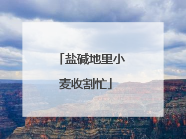 盐碱地里小麦收割忙