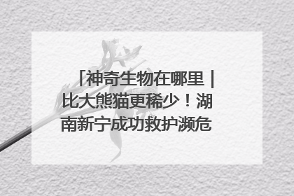 神奇生物在哪里｜比大熊猫更稀少！湖南新宁成功救护濒危鸟类海南鳽
