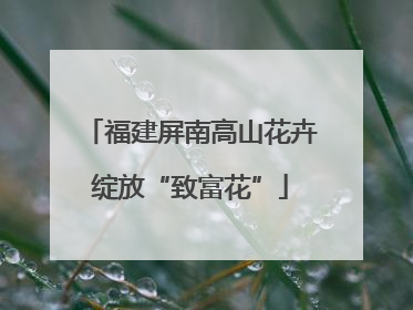 福建屏南高山花卉绽放“致富花”