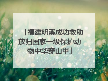 福建明溪成功救助放归国家一级保护动物中华穿山甲