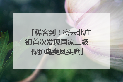 稀客到！密云北庄镇首次发现国家二级保护鸟类凤头鹰