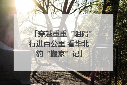 穿越重重“阻碍”行进百公里 看华北豹“搬家”记