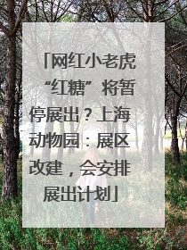网红小老虎“红糖”将暂停展出？上海动物园：展区改建，会安排展出计划