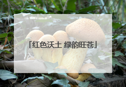 红色沃土 绿韵旺苍