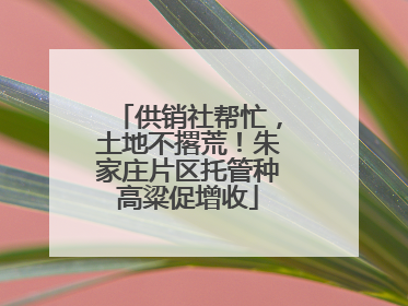供销社帮忙，土地不撂荒！朱家庄片区托管种高粱促增收