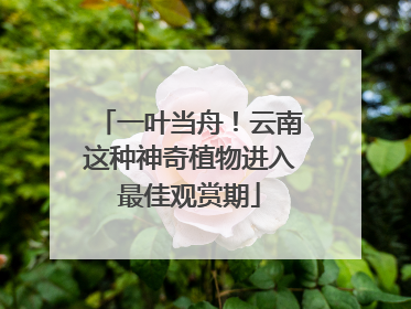 一叶当舟！云南这种神奇植物进入最佳观赏期