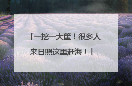 一挖一大筐！很多人来日照这里赶海！