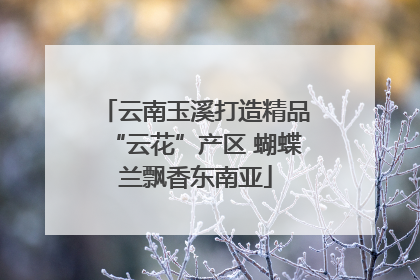 云南玉溪打造精品“云花”产区 蝴蝶兰飘香东南亚