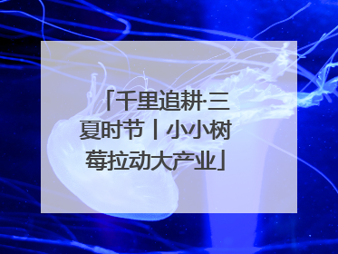 千里追耕·三夏时节丨小小树莓拉动大产业
