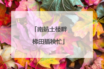 南靖土楼畔 梯田插秧忙