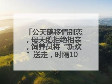 公天鹅移情别恋，母天鹅拒绝相亲，饲养员将“新欢”送走，时隔10天原配重逢