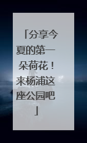分享今夏的第一朵荷花！来杨浦这座公园吧