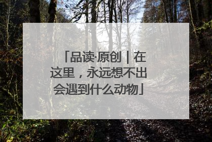品读·原创｜在这里，永远想不出会遇到什么动物
