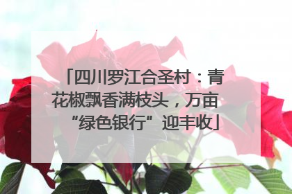 四川罗江合圣村：青花椒飘香满枝头，万亩“绿色银行”迎丰收