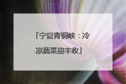 宁夏青铜峡：冷凉蔬菜迎丰收