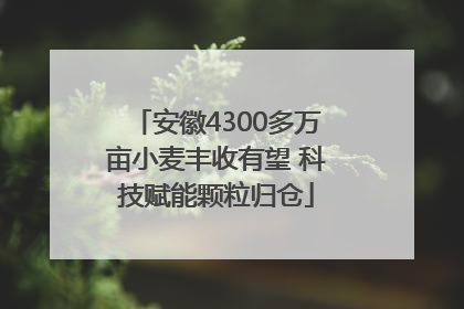 安徽4300多万亩小麦丰收有望 科技赋能颗粒归仓