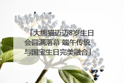 大熊猫迈迈8岁生日会圆满落幕 端午传统与国宝生日完美融合