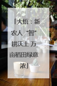 大悟：新农人“智”耕沃土 万亩稻田绿意浓