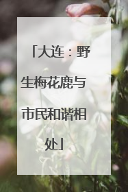 大连：野生梅花鹿与市民和谐相处