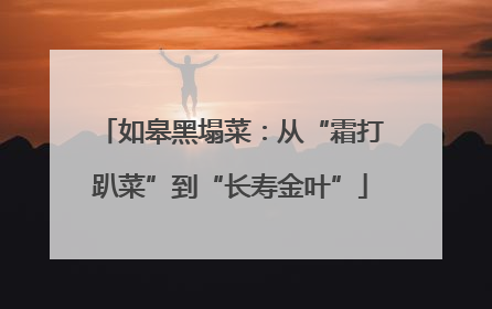 如皋黑塌菜：从“霜打趴菜”到“长寿金叶”