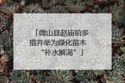 微山县赵庙镇多措并举为绿化苗木“补水解渴”