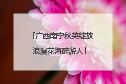 广西南宁秋英绽放 浪漫花海醉游人