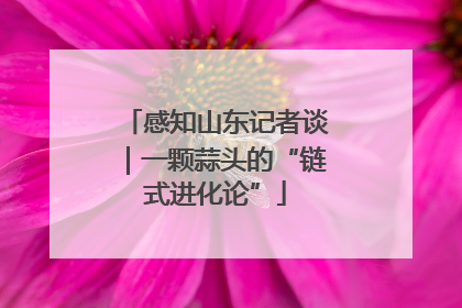 感知山东记者谈｜一颗蒜头的“链式进化论”
