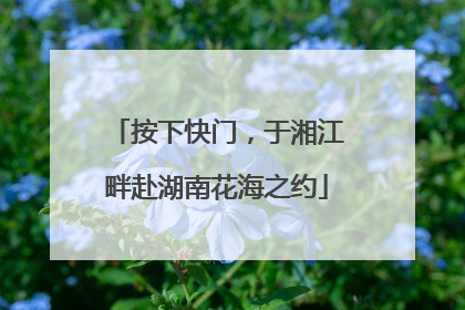 按下快门，于湘江畔赴湖南花海之约