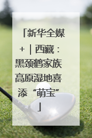 新华全媒+｜西藏：黑颈鹤家族高原湿地喜添“萌宝”