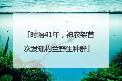 时隔41年，神农架首次发现杓兰野生种群