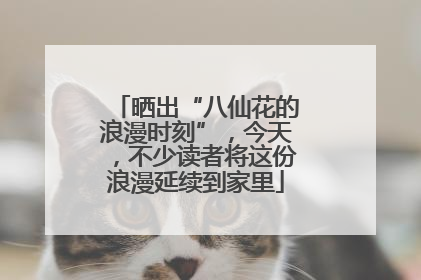 晒出“八仙花的浪漫时刻”，今天，不少读者将这份浪漫延续到家里