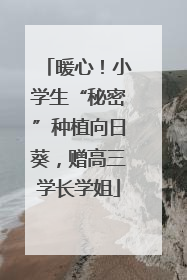 暖心！小学生“秘密”种植向日葵，赠高三学长学姐