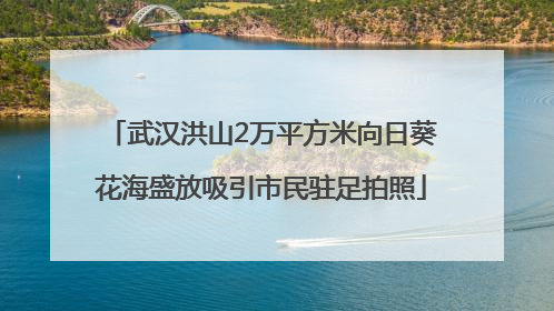 武汉洪山2万平方米向日葵花海盛放吸引市民驻足拍照