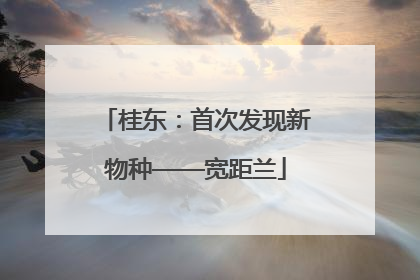 桂东：首次发现新物种——宽距兰