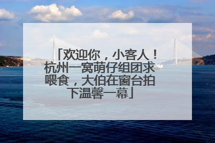 欢迎你，小客人！杭州一窝萌仔组团求喂食，大伯在窗台拍下温馨一幕