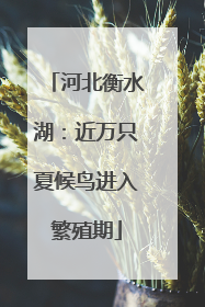 河北衡水湖：近万只夏候鸟进入繁殖期
