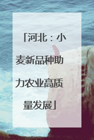 河北：小麦新品种助力农业高质量发展