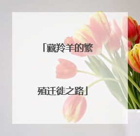 藏羚羊的繁殖迁徙之路