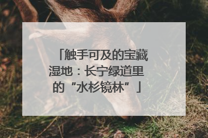 触手可及的宝藏湿地：长宁绿道里的“水杉镜林”