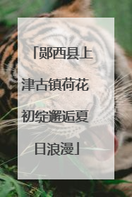 郧西县上津古镇荷花初绽邂逅夏日浪漫