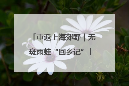 重返上海郊野｜无斑雨蛙“回乡记”