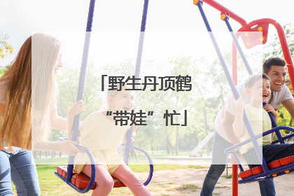 野生丹顶鹤“带娃”忙
