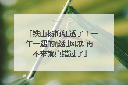 铁山杨梅红透了！一年一遇的酸甜风暴 再不来就真错过了