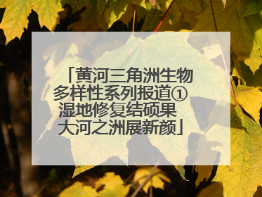 黄河三角洲生物多样性系列报道①湿地修复结硕果 大河之洲展新颜