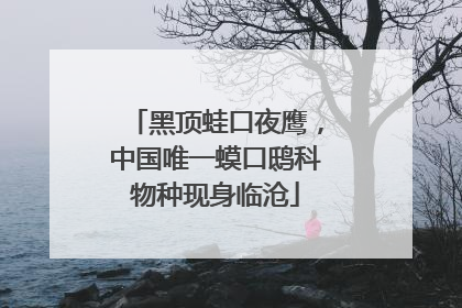 黑顶蛙口夜鹰，中国唯一蟆口鸱科物种现身临沧