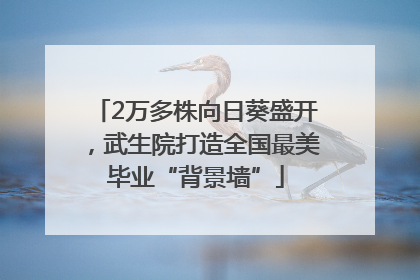 2万多株向日葵盛开，武生院打造全国最美毕业“背景墙”